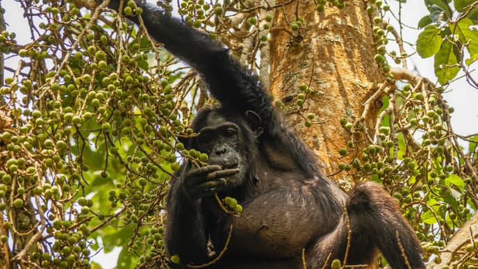 Today is all about chimpanzees