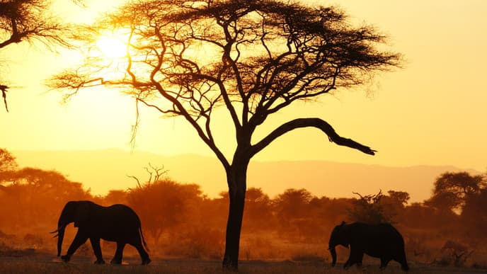 Majestic Baobabs and herds of Elephants