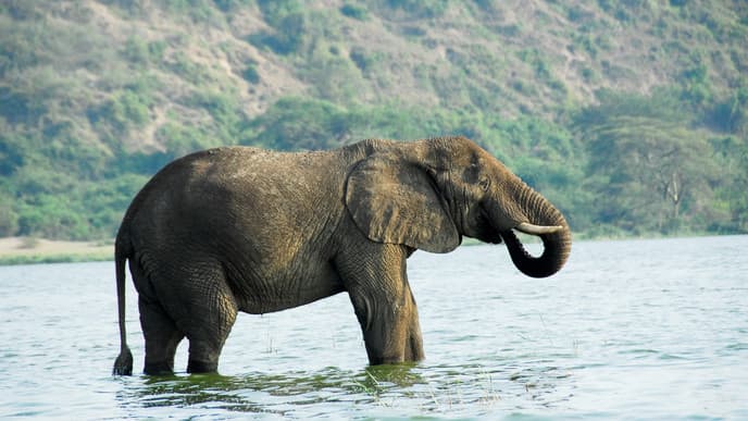 Auf Bootssafari im Kazinga-Kanal