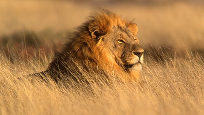 Discover the Amazing Wildlife in Serengeti National Park