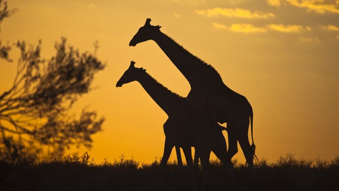 Die Raubvögel im Naturschutzgebiet