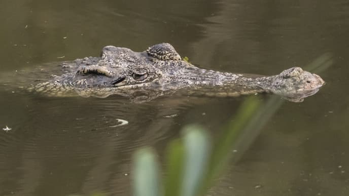 Visit an Odishan village
