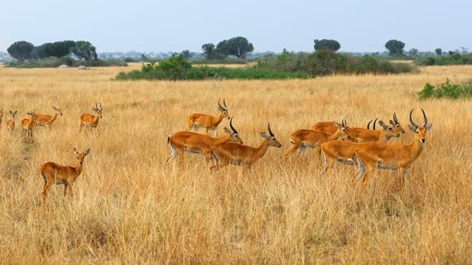 Cruise on the Kazinga Channel