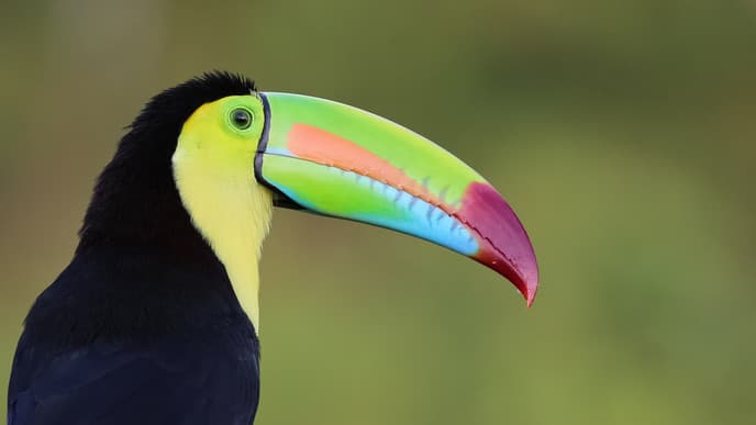 Jungle Excursion and Trip to Birdidup Island