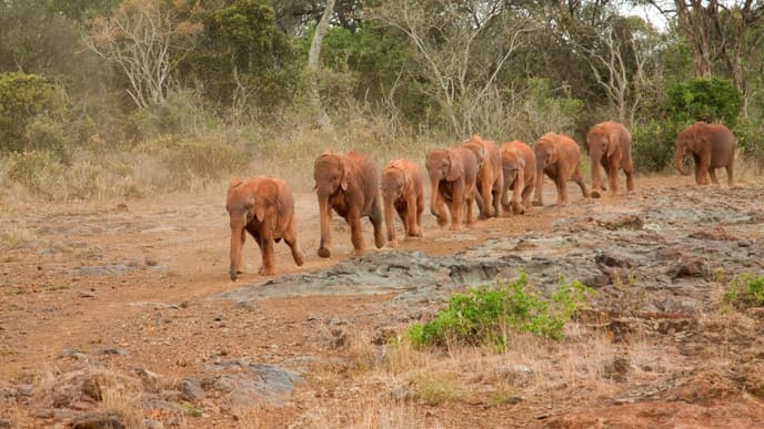 Visit an Elephant Sanctuary