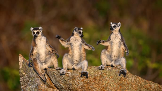 Die Tierwelt des Anja Parks