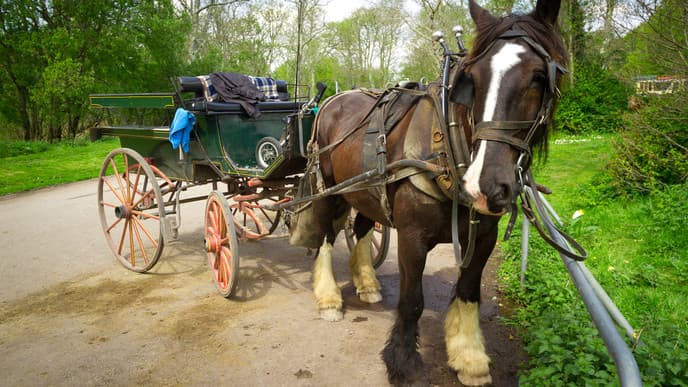 Adventures in Killarney National Park