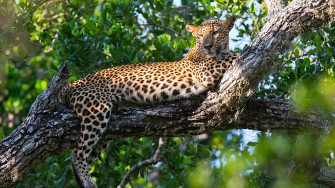 Jeepsafari im Yala Nationalpark