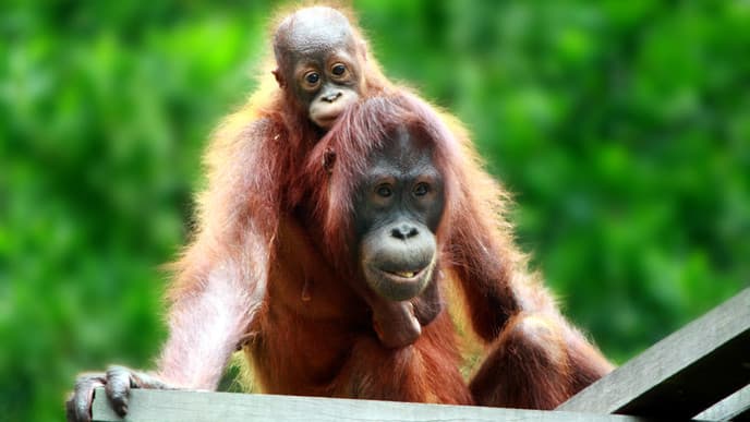 Breakfast with orangutans