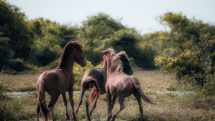 Wild horses & banyan trees