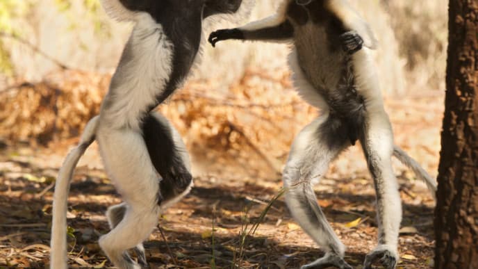 Spannende Tierbeobachtungen im Berenty-Reservat