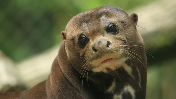 Observe wild Animals on a Boat