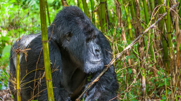 Find Mountain Gorillas in Volcanoes National Park