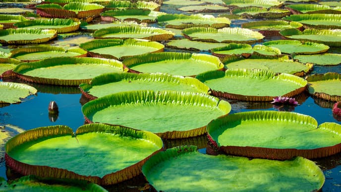 Water lilies & river swim