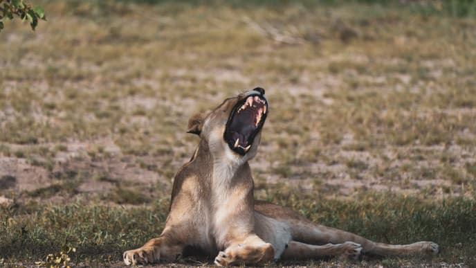 Etosha East sanctuary