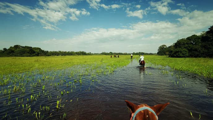 Sunrise walking safari, horseback safari, boat trip and/or night safari