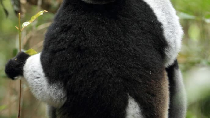 Ankunft im Andasibe Regenwald