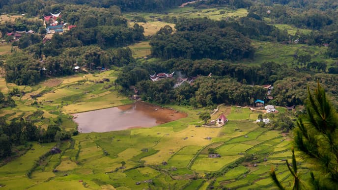 Wildnis im Toraja Land