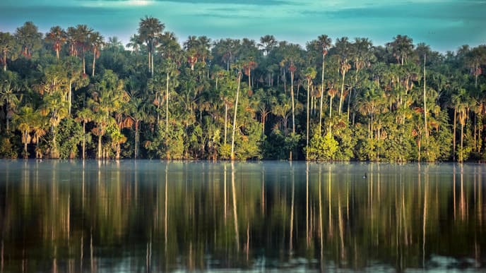 Another day of Amazonian delights