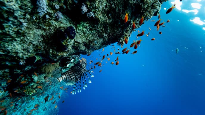 The Red Sea coast