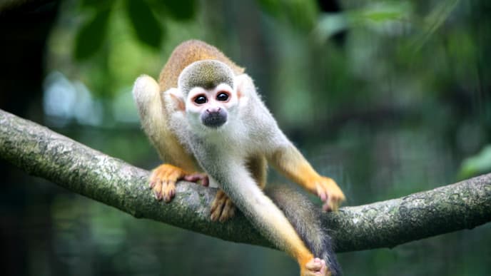 Visit a Native Ese-Eja Tribe