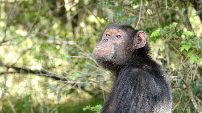 Visit The Only Chimpazee Sanctuary In Kenya And See Two Last Southern White Rhinos