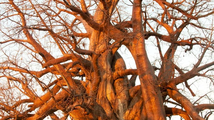 Grenzenlose Salzpfannen