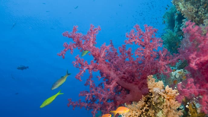 A day of relaxation in Sharm El Sheikh