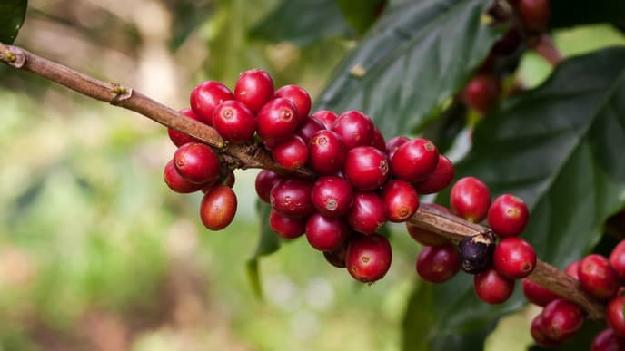 Flug in die Kaffeeregion Pereira