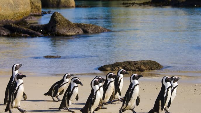 Der berühmteste Berg Kapstadts