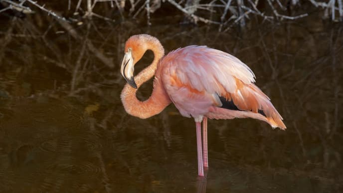 Speedboat to Isabela Island