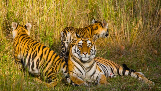 Discover Bandhavgarh National Park