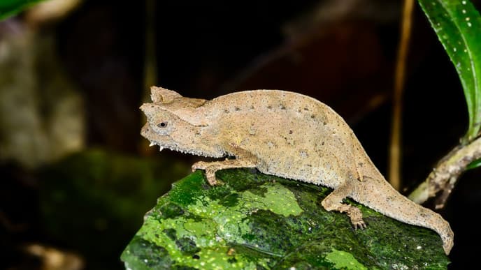Die Tiere des Maromizaha Reservats