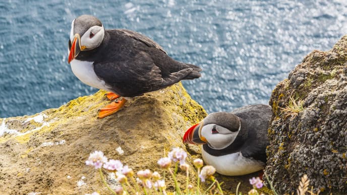 Into the Westfjords: Red Sands & Puffin Cliffs