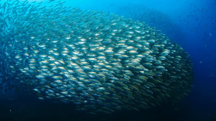 Von Piraten und Meeresschildkröten