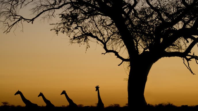 The wildlife of Etosha National Park