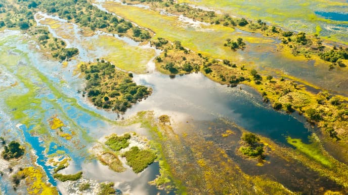 Vögel im Okavango Delta beobachten
