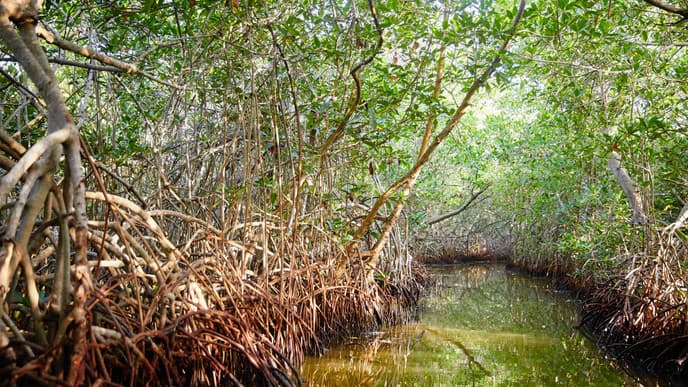 A world of fascinating mangroves