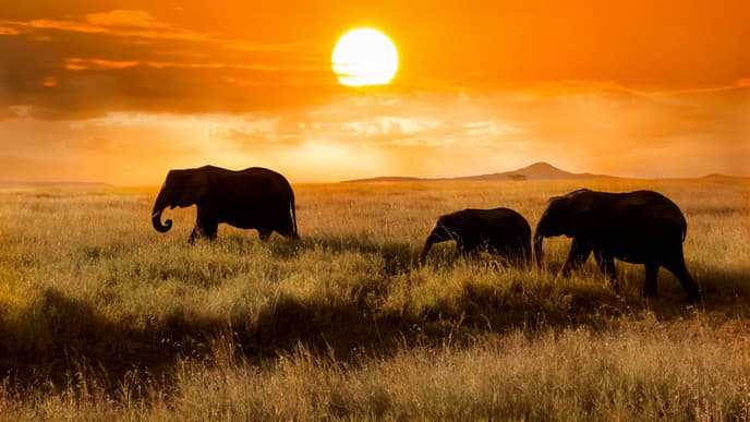 Enjoy a Sunrise Balloon Safari and Game Drive