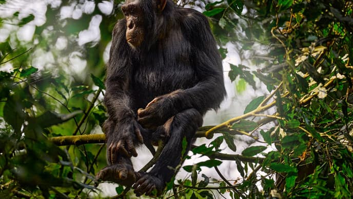 Schimpansen-Trekking im Kibale Forest Nationalpark
