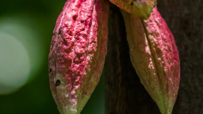 Die Kakaoregion Madagaskars