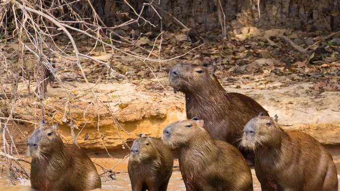 Monkeys in the Pantanal