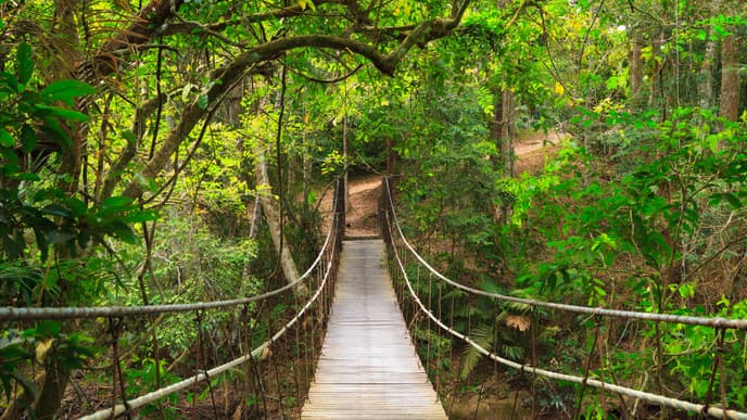Wanderung durch den Dschungel