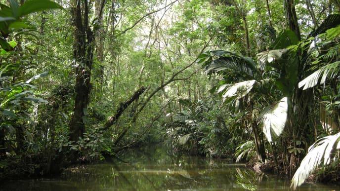 Soak up the tranquillity of Tortuguero