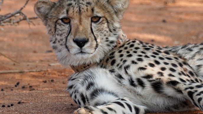 Erindi Game Reserve