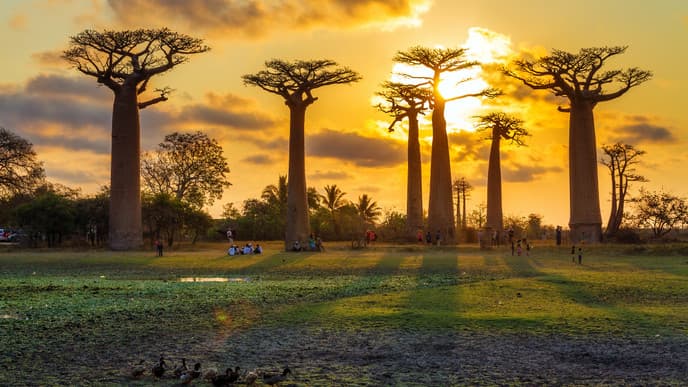 Marvel at Magnificent Baobab Trees