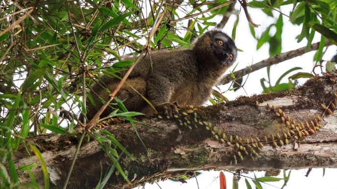 Auf Entdeckungstour durch den Ranomafana Nationalpark