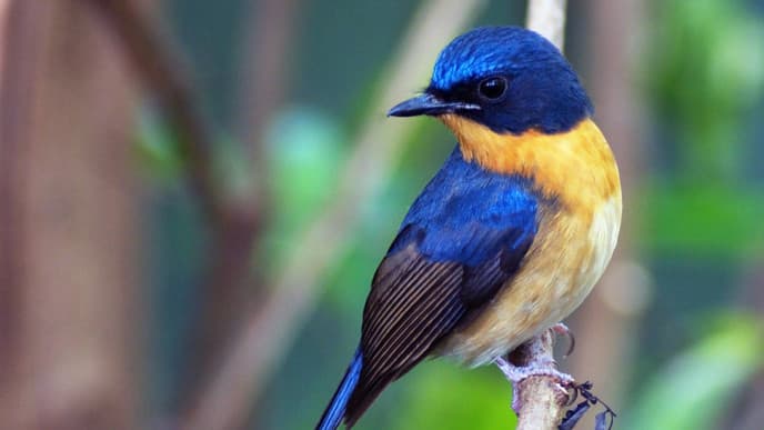 Vogelbeobachtung in Shivapuri Nationalpark