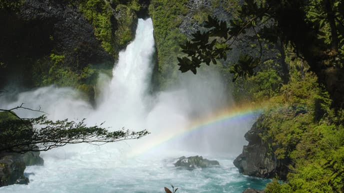 Immerse Yourself in the Forests of Huilo Huilo