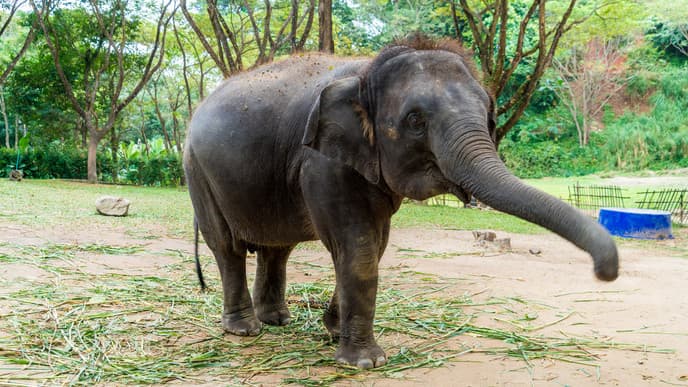 Encounter Thai Elephants